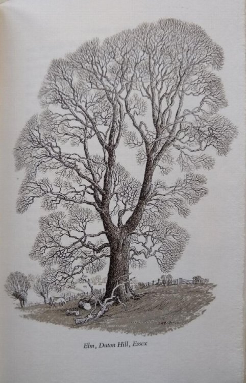 Image for Famous Trees (Alan Mitchell's copy) Famous Trees (Alan Mitchell's copy)