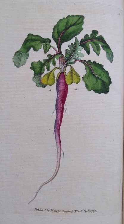 A Companion to the Botanical Magazine or a Familiar Introduction to the Study of Botany, Now First Published in the Form of a Dialogue Betwixt a Pupil and His Preceptor