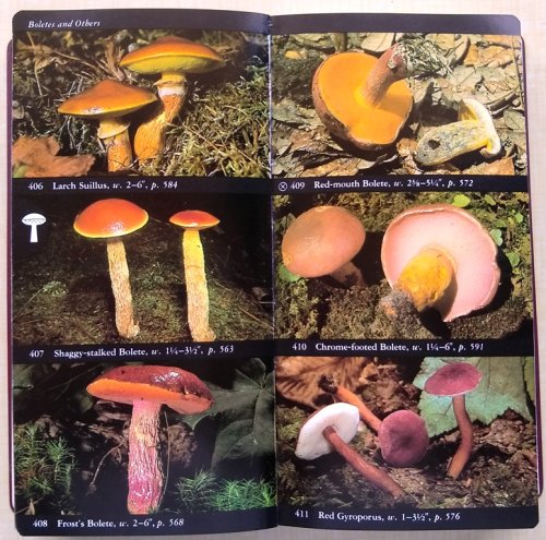 Image for The Audubon Society Field Guide to North American Mushrooms The Audubon Society Field Guide to North American Mushrooms