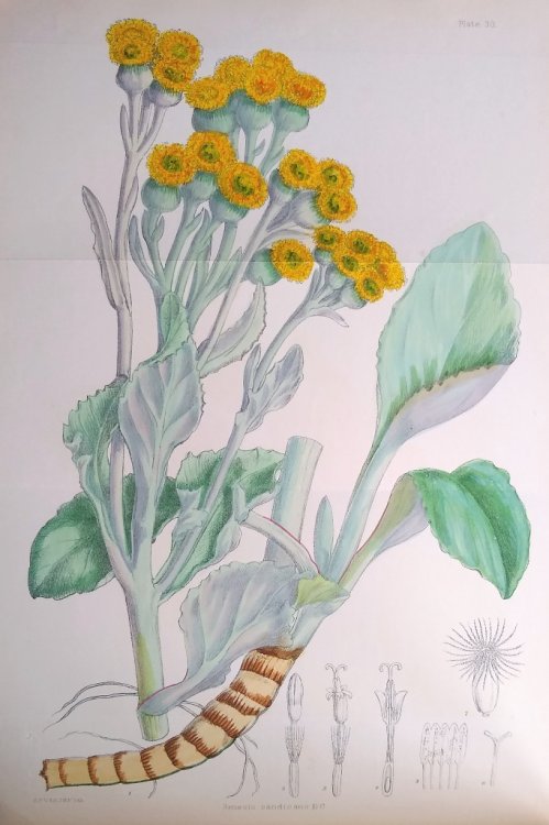 Image for Illustrations of the Flowering Plants and Ferns of the Falkland Islands Illustrations of the Flowering Plants and Ferns of the Falkland Islands