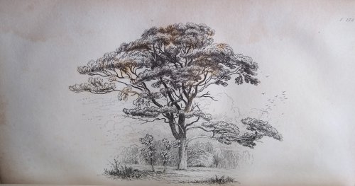 Image for Remarks on Forest Scenery and Other Woodland Views Remarks on Forest Scenery and Other Woodland Views