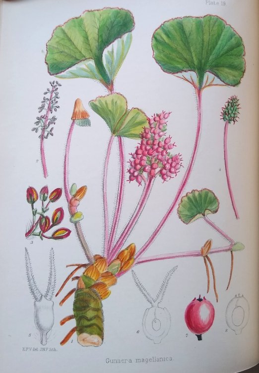 Image for Illustrations of the Flowering Plants and Ferns of the Falkland Islands Illustrations of the Flowering Plants and Ferns of the Falkland Islands