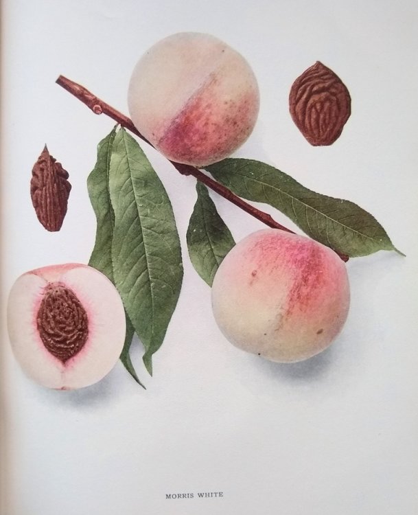 Image for The Peaches of New York The Peaches of New York
