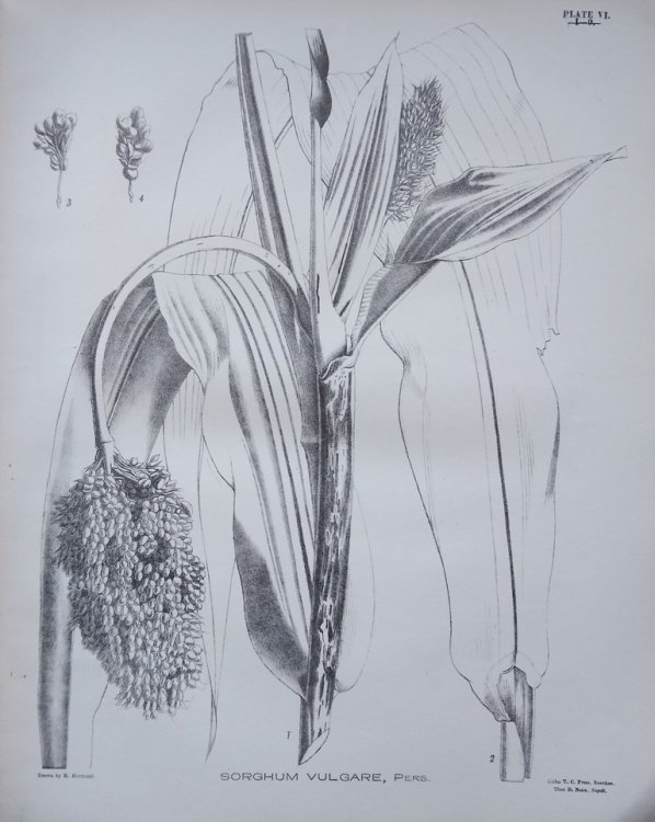 Image for Field and Garden Crops of the North-western Provinces and Oudh, with illustrations. Volumes I & II Field and Garden Crops of the North-western Provinces and Oudh, with illustrations. Volumes I & II