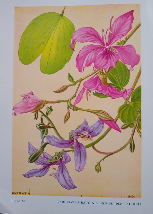 Image for Flowering Trees and Shrubs in India Flowering Trees and Shrubs in India