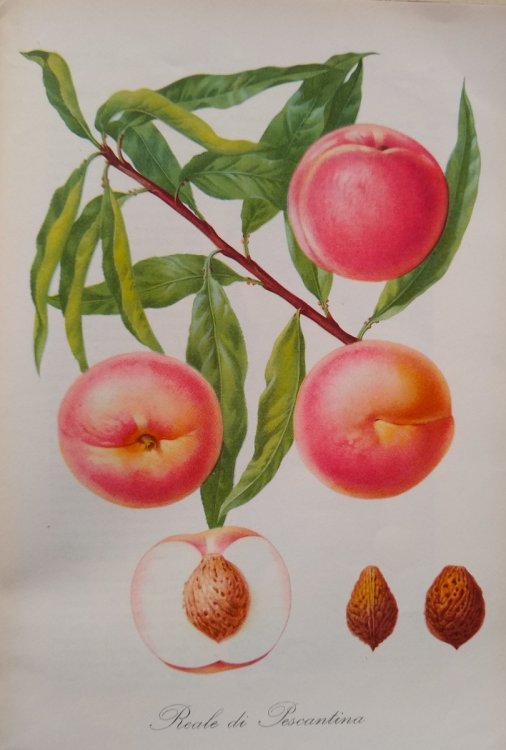 Image for Peschicoltura Peschicoltura