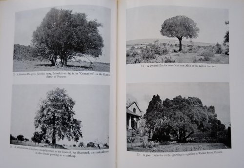 Image for Trees of South Africa Trees of South Africa
