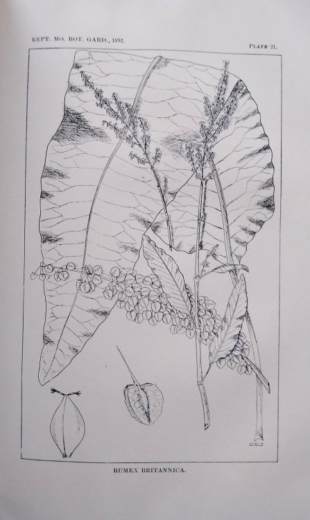 Image for Revision of North American Species of Rumex. The Yucca Moth and Yucca Pollination.Missouri Botanical Garden Third Annual Report Revision of North American Species of Rumex. The Yucca Moth and Yucca Pollination.Missouri Botanical Garden Third Annual Report