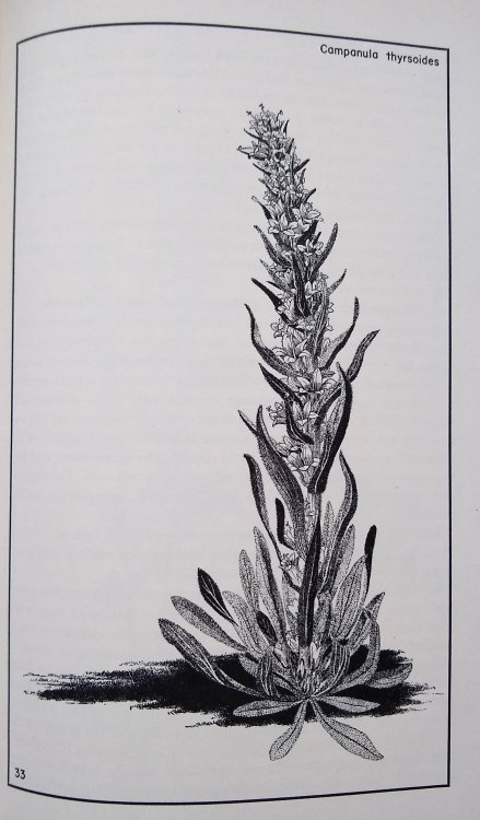 Image for The Garden of Bellflowers in North America The Garden of Bellflowers in North America