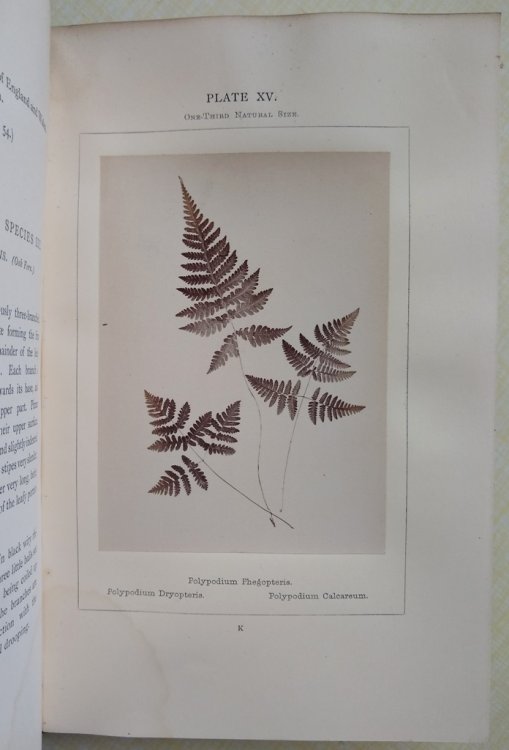 Image for Ferns of the British Isles, Described and Photographed Ferns of the British Isles, Described and Photographed