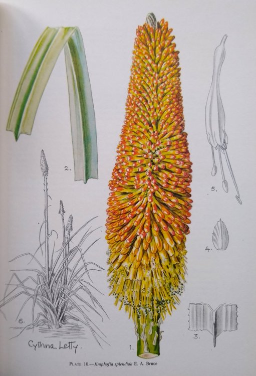 Image for The South African Species of Kniphofia The South African Species of Kniphofia