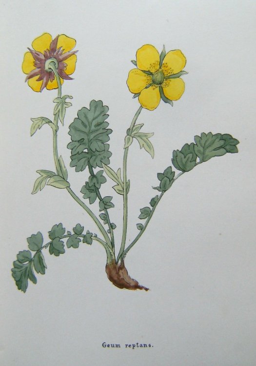 Image for Flowers of the Engadine, Drawn From Nature Flowers of the Engadine, Drawn From Nature