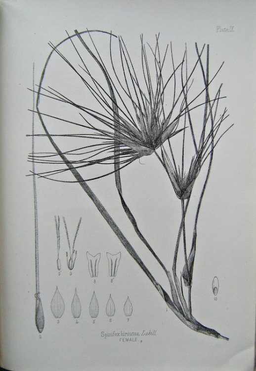 Image for The Indigenous Grasses of New Zealand The Indigenous Grasses of New Zealand