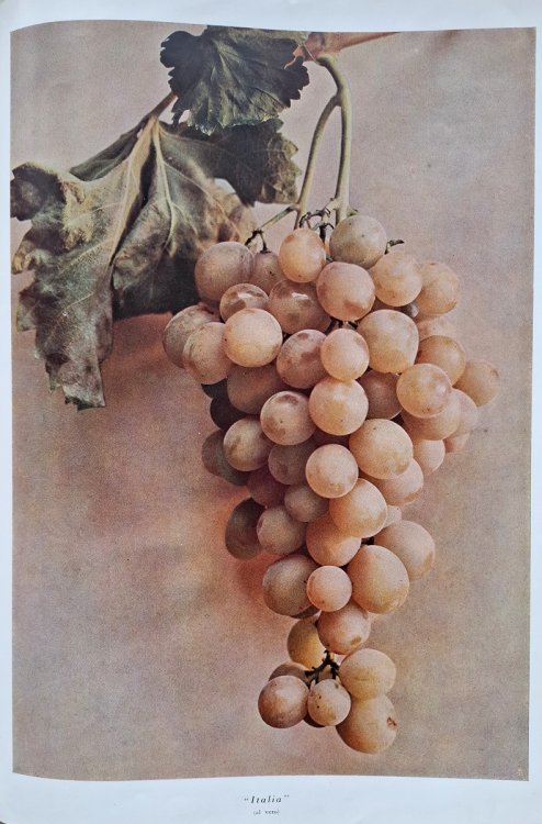 Image for Le uve da tavola direttive per una disciplina della produzione Le uve da tavola direttive per una disciplina della produzione