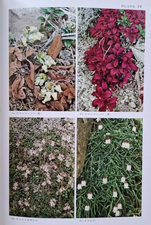 Image for Alpine Flora of Japan in Colour. Two volumes. Alpine Flora of Japan in Colour. Two volumes.