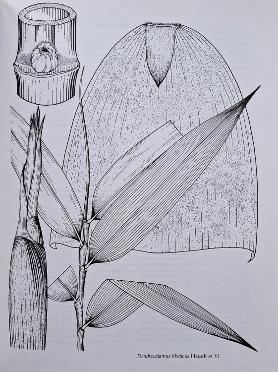 Image for Bamboos of China Bamboos of China