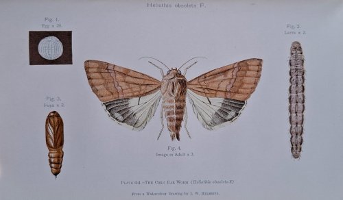Image for Pests and Diseases of Queensland Fruits and Vegetables Pests and Diseases of Queensland Fruits and Vegetables