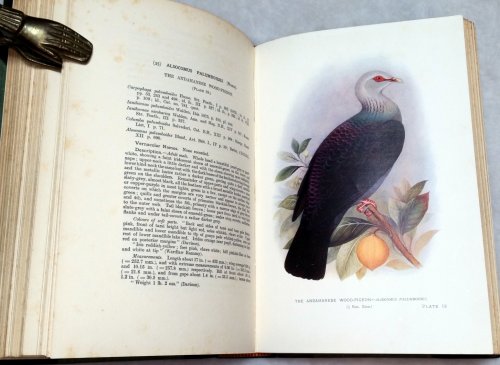 Image for Indian Pigeons and Doves Indian Pigeons and Doves