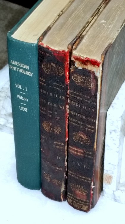 Image for American Ornithology; or The Natural History of the Birds of the United States (Three Text Volumes ONLY) American Ornithology; or The Natural History of the Birds of the United States (Three Text Volumes ONLY)