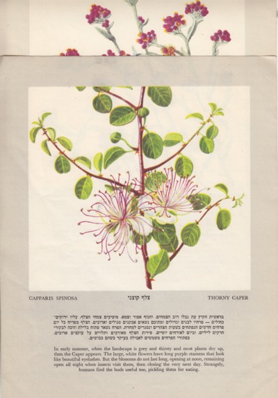 (12 Prints of the Flowers of Israel 1952)
