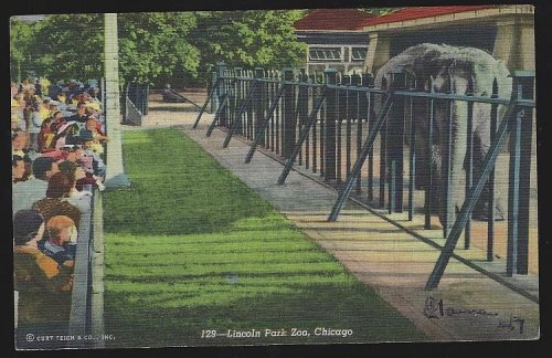 ELEPHANTS, LINCOLN PARK ZOO, CHICAGO ILLINOIS