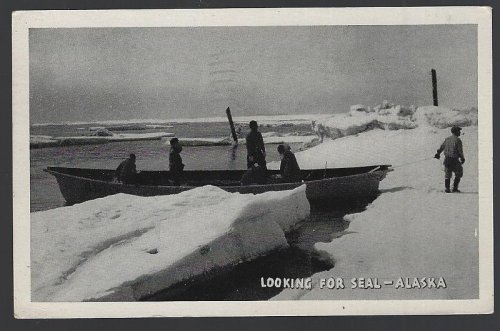 LOOKING FOR SEAL, ALASKA