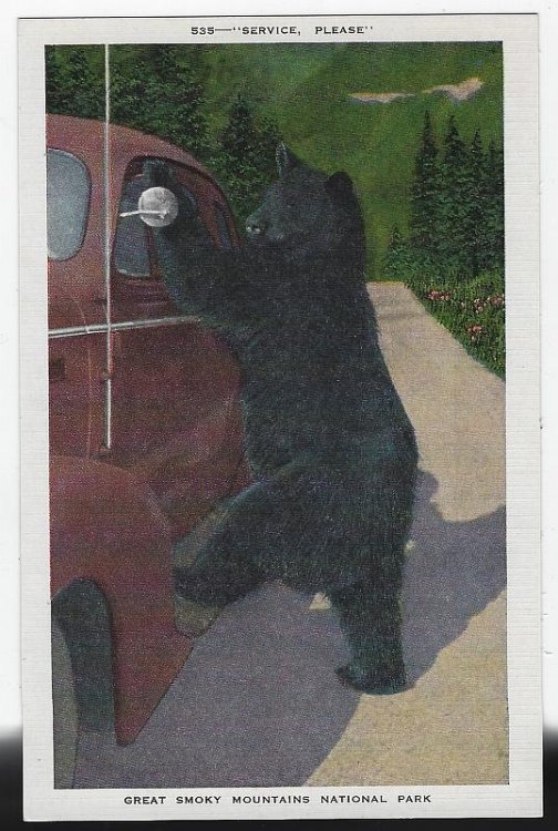 NATIVE GREAT SMOKY MOUNTAIN BEAR AT CAR, NATIONAL PARK