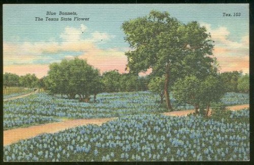 BLUE BONNETS, TEXAS STATE FLOWER