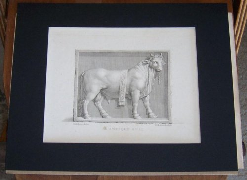ANTIQUE PRINT OF AN ANCIENT BULL ENGRAVED BY W. SKELTON S. CULPRIT