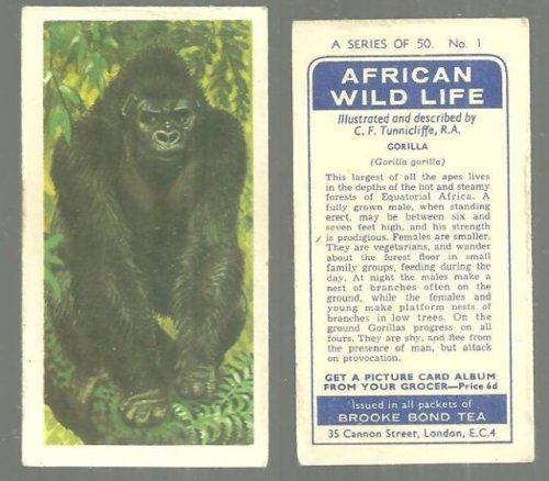 VINTAGE BROOKE BOND TEA CARD WITH GORILLA