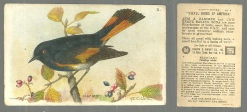 VICTORIAN TRADE CARD FOR ARM AND HAMMER BAKING SODA, USEFUL BIRDS OF AMERICA SERIES, THE REDSTART