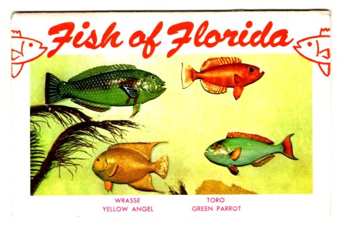 Image for Fish of Florida : For Sport Fishing Fish of Florida : For Sport Fishing