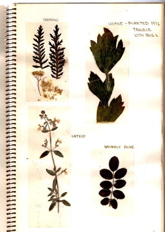 Image for Plants and Herbs : Album with Botanical Specimens Plants and Herbs : Album with Botanical Specimens