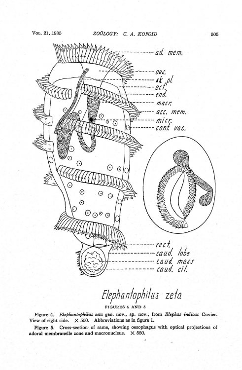 On two remarkable ciliate protozoa from the caecum of the Indian elephant