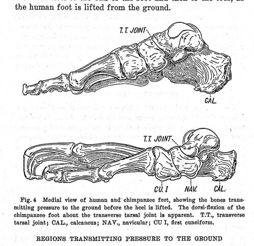 A cinematic study of the distribution of pressure in the human foot TOGETHER WITH 6 other offprints