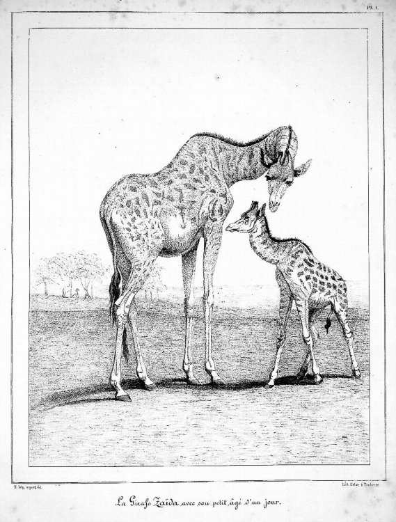 Image for Recherches Historiques, Zoologiques, Anatomiques et Paleontologiques sur la Girafe, (Camelopardalis giraffa, Gmelin) Recherches Historiques, Zoologiques, Anatomiques et Paleontologiques sur la Girafe, (Camelopardalis giraffa, Gmelin)