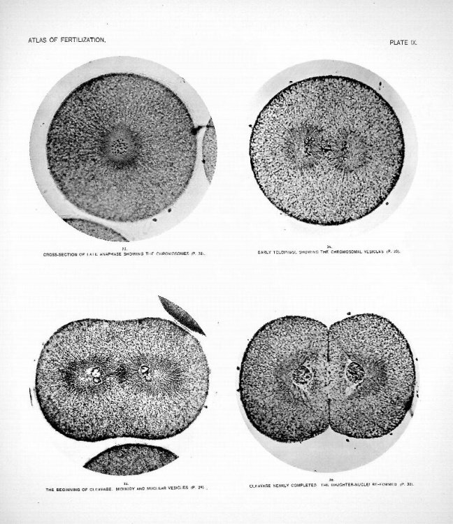 Image for An Atlas of the Fertilization and Karyokinesis of the Ovum An Atlas of the Fertilization and Karyokinesis of the Ovum