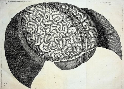 Image for Neurographia Universalis Neurographia Universalis