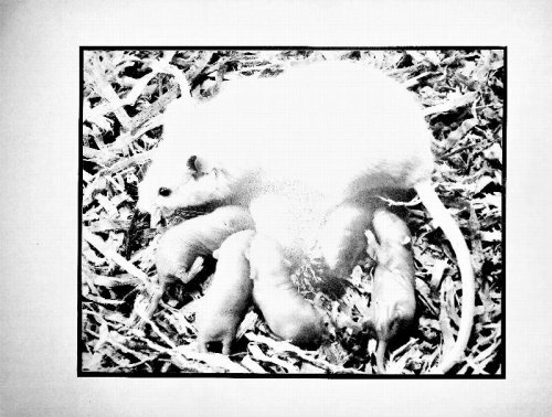 Image for The Genesis of the Mouse Skeleton. A Laboratory Atlas The Genesis of the Mouse Skeleton. A Laboratory Atlas