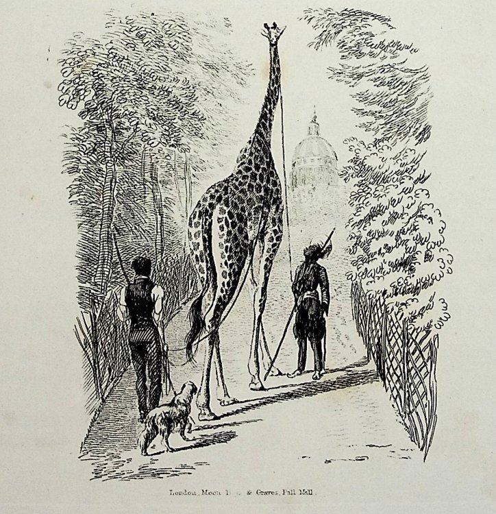 Image for Characteristic Sketches of Animals, Pricipally in the Zoological Gardens, Regent's Park, Drawn from the Life and Engraved by Thomas Landseer: with descriptive and illustrative notices by John Henry Barrow, Esqre., Dedicated by Permission to the Zoological Society Characteristic Sketches of Animals, Pricipally in the Zoological Gardens, Regent's Park, Drawn from the Life and Engraved by Thomas Landseer: with descriptive and illustrative notices by John Henry Barrow, Esqre., Dedicated by Permission to the Zoological Society