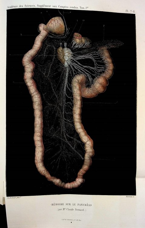 Memoire sur le Pancreas et sur le role du Suc pancreatique dans les phenomenes digestifs, particulierement dans la digestion des matieres grasses neutres [Memoir on the Pancreas and on the role of pancreatic juice in digestive phenomena, particularly in the digestion of neutral fatty materials] (Cla