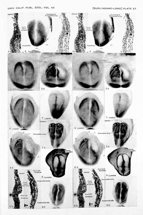 Image for The Development of the Heart in the Rat The Development of the Heart in the Rat