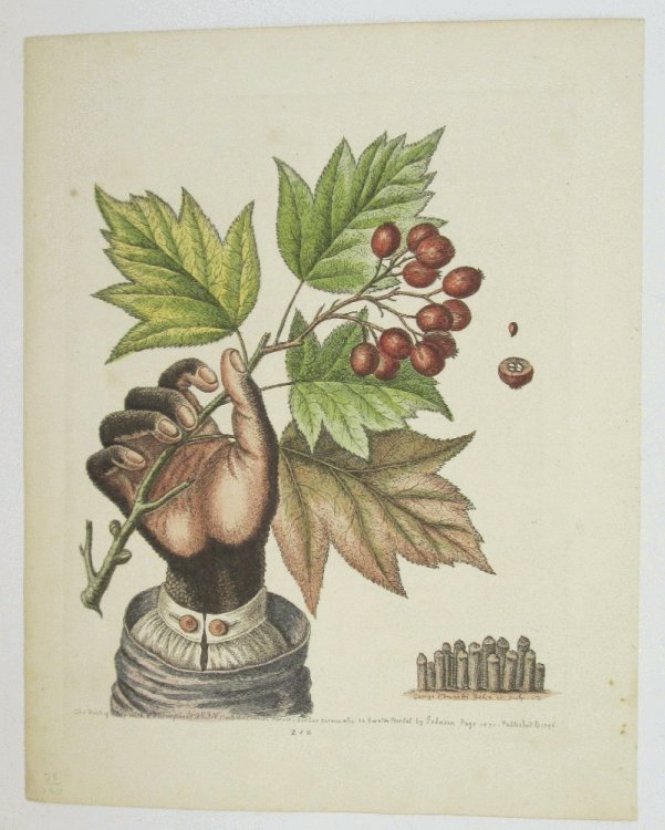Image for The Hand of a Boy with Distempered Skin by George Edwards 1760 The Hand of a Boy with Distempered Skin by George Edwards 1760