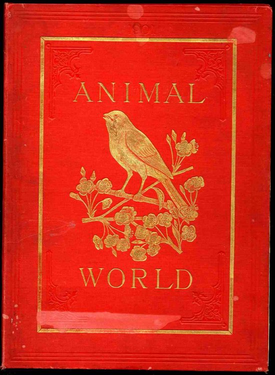 Image for THE ANIMAL WORLD MAGAZINE VOL XXXII 1901 THE ANIMAL WORLD MAGAZINE VOL XXXII 1901