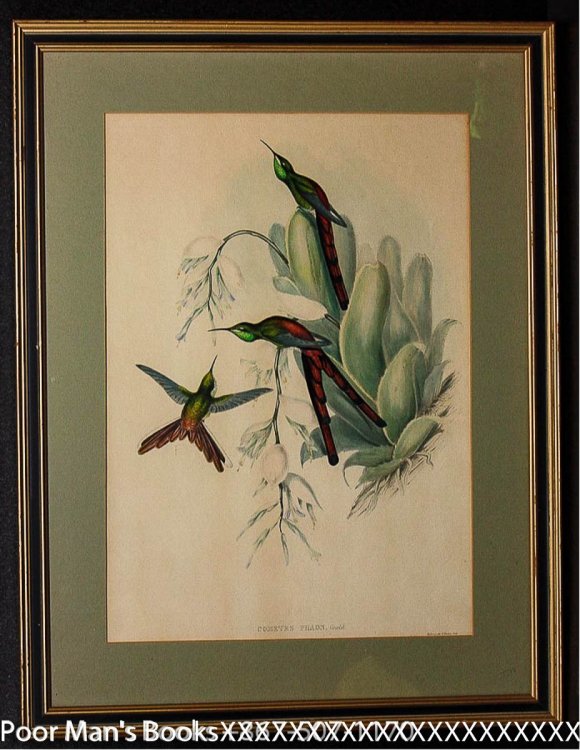 Image for HAND-COLORED LITHOGRAPH. GOULD, JOHN. COMETES PHAON 1865 HAND-COLORED LITHOGRAPH. GOULD, JOHN. COMETES PHAON 1865